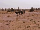 Trek desert famille avec bivouac dans les dunes de la vallee du draa au maroc