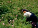 Maroc vallee des roses à découvrir en randonnee trekking