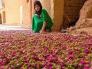 Maroc vallee des roses à découvrir en randonnee trekking