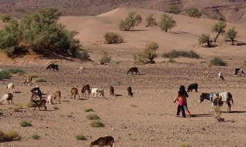 Itinéraires sahariens, un trek désert maroc entre vallée du draa et désert du saghro.