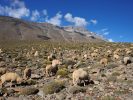 En famille chez les berberes de l'atlas