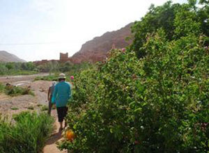 Maroc vallee-roses - témoignages 2387